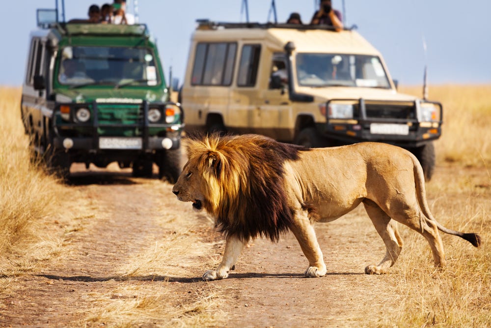 safari lion