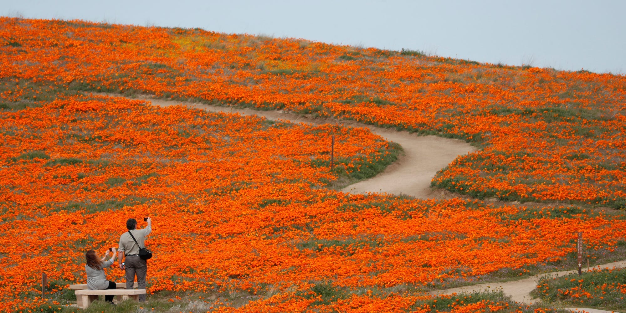 california super bloom