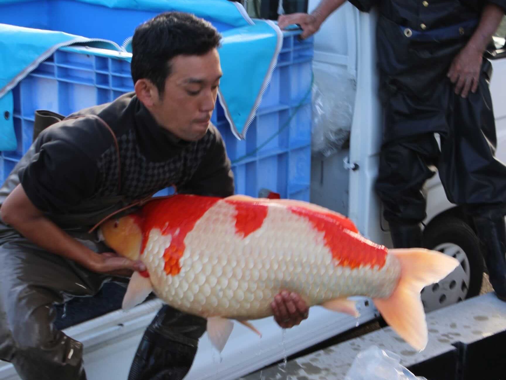 Koi carp